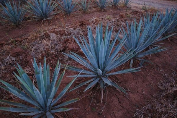 Planta del agave azul, de la que se obtiene el tequila